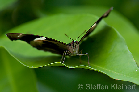 171 Feinschmecker - Catonephele numila